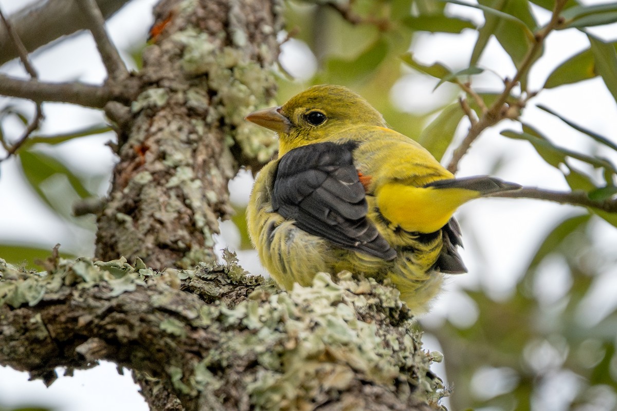 Scarlet Tanager - ML646052470