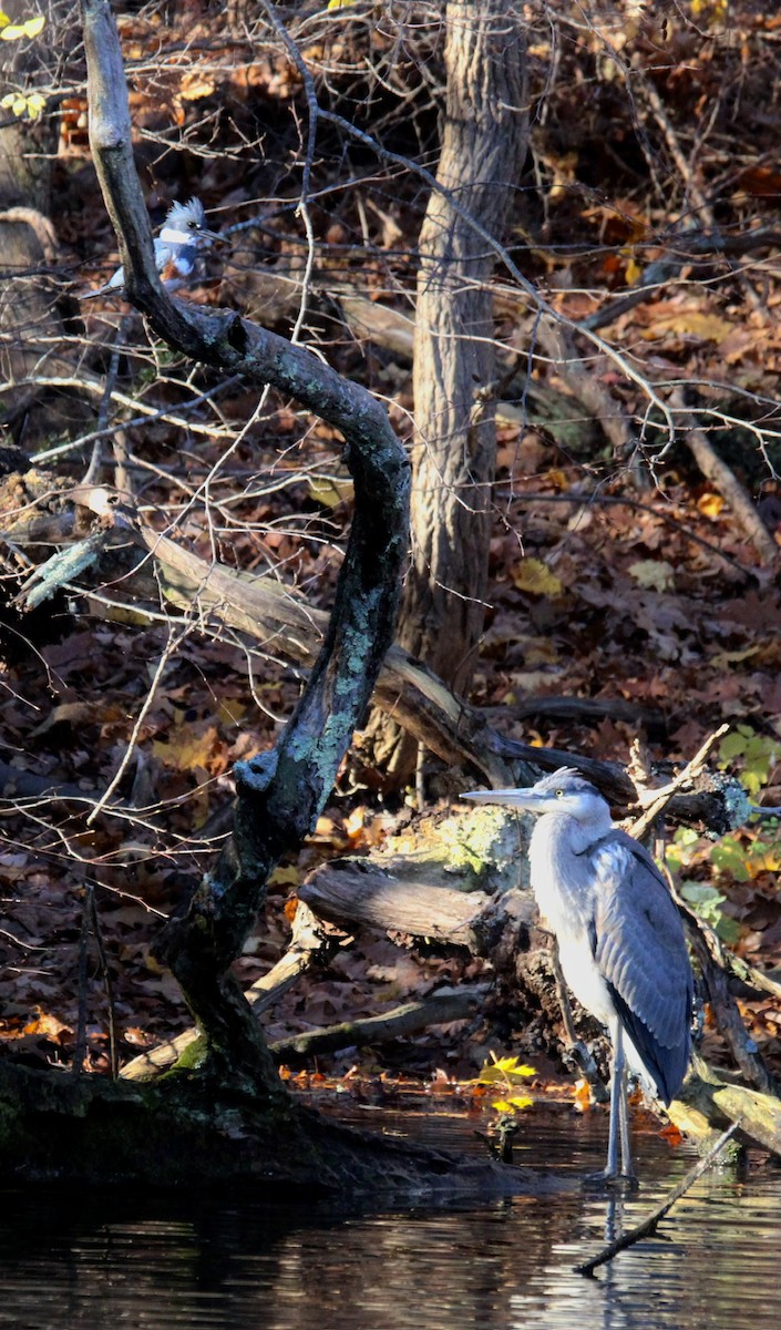 Great Blue Heron - ML646052472