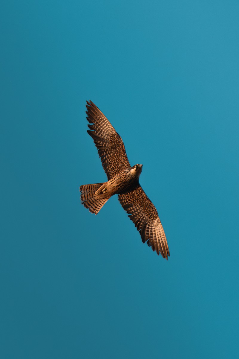 Halcón de Eleonora - ML646052483