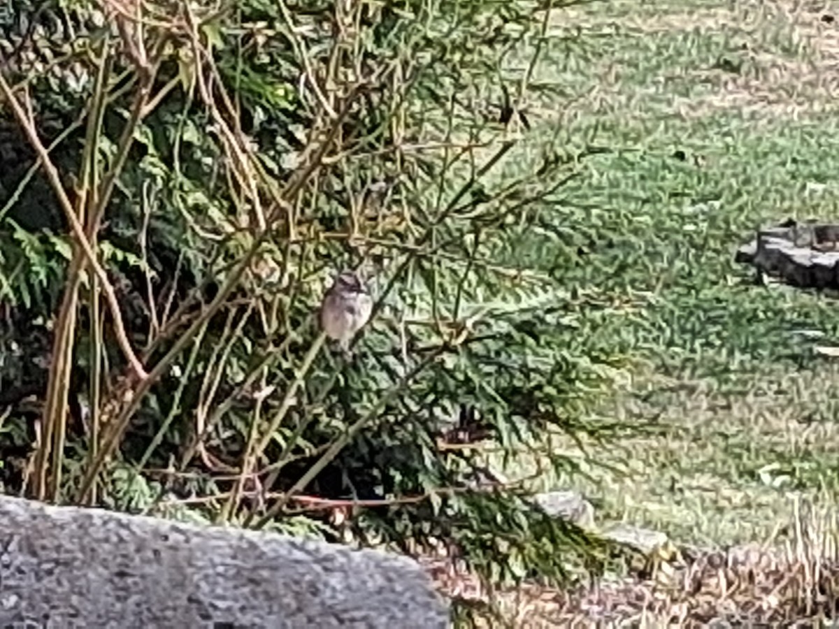 House Sparrow - ML646052484