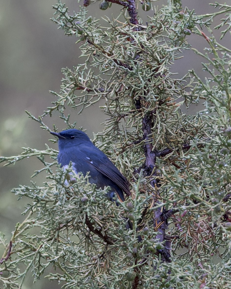 White-bellied Redstart - ML646052485
