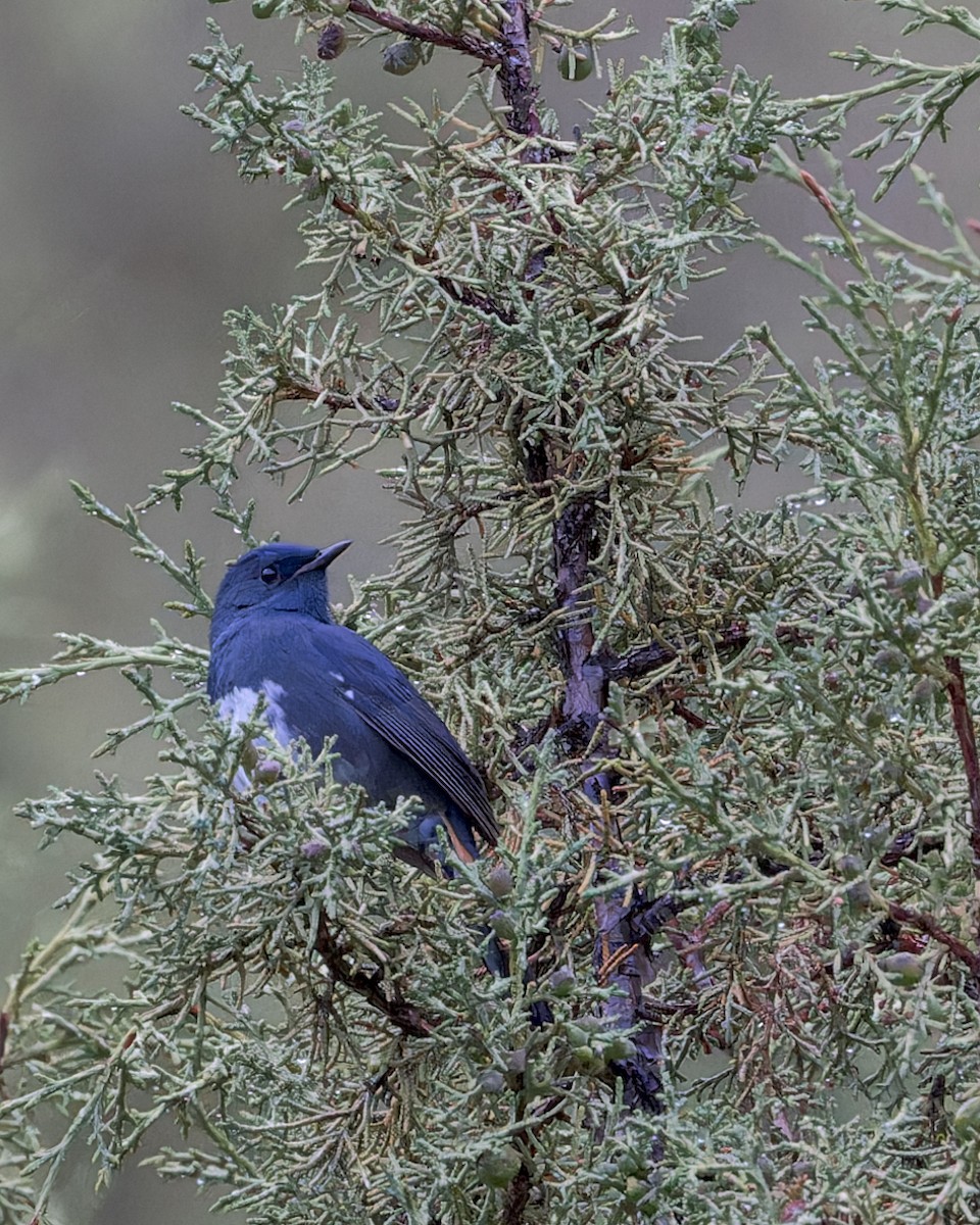 White-bellied Redstart - ML646052486