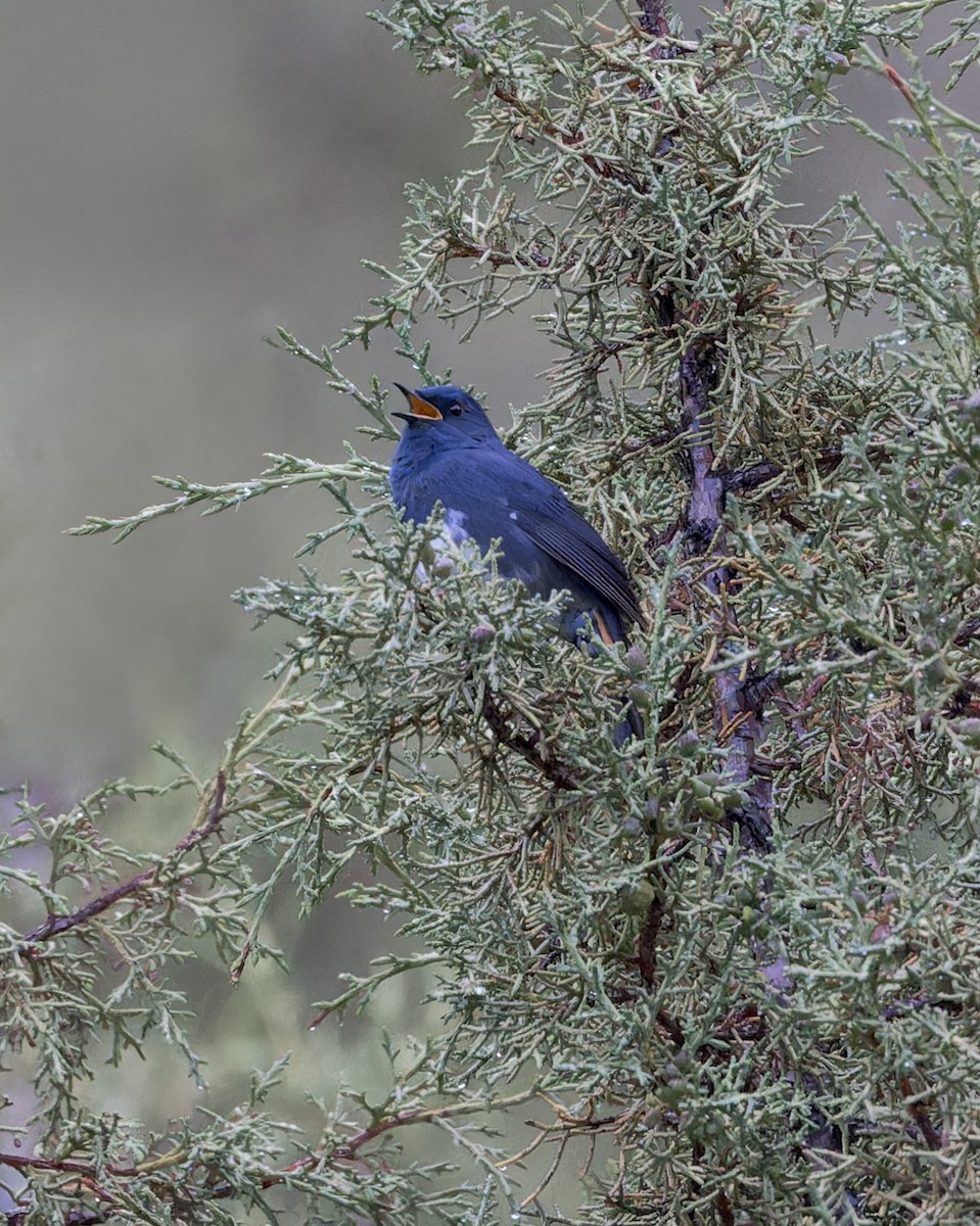 White-bellied Redstart - ML646052487