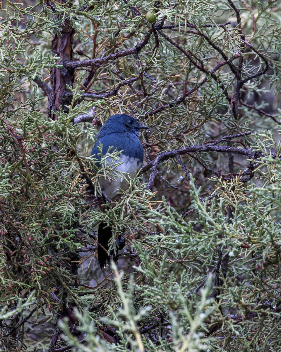 White-bellied Redstart - ML646052489