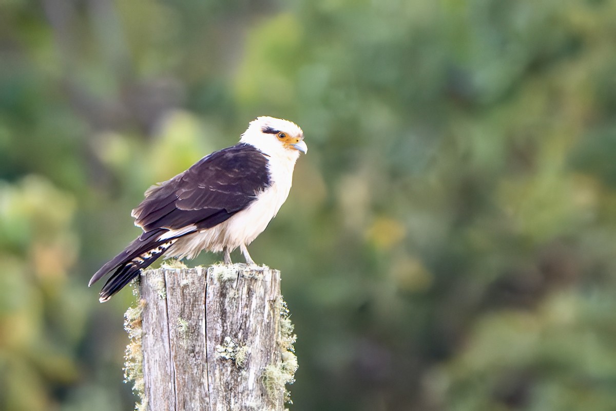 Yellow-headed Caracara - ML646052493