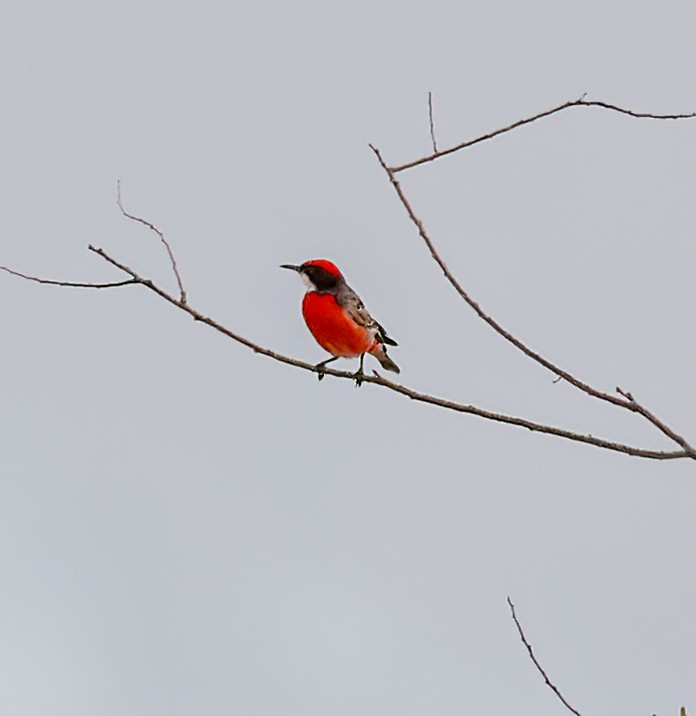 Crimson Chat - ML646052495