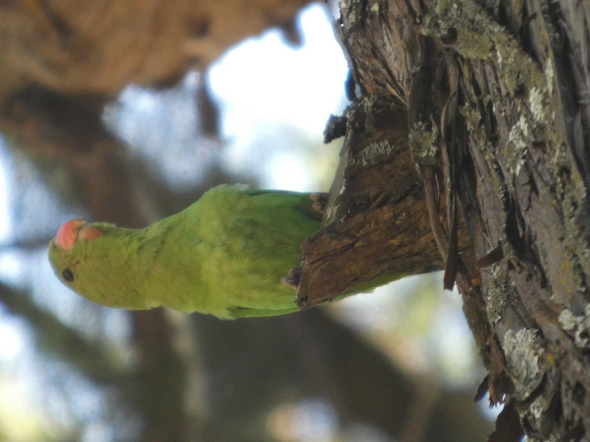Black-winged Lovebird - ML646052499