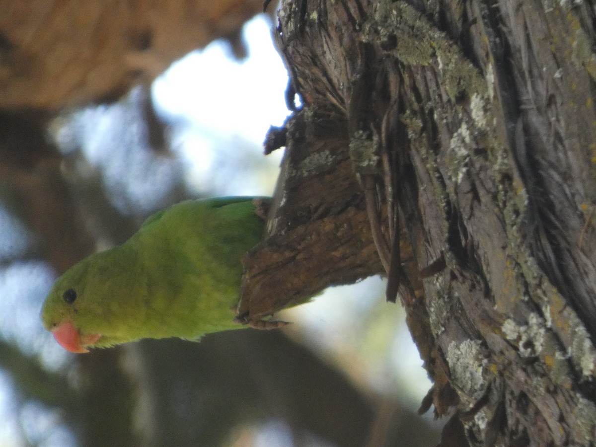 Black-winged Lovebird - ML646052500