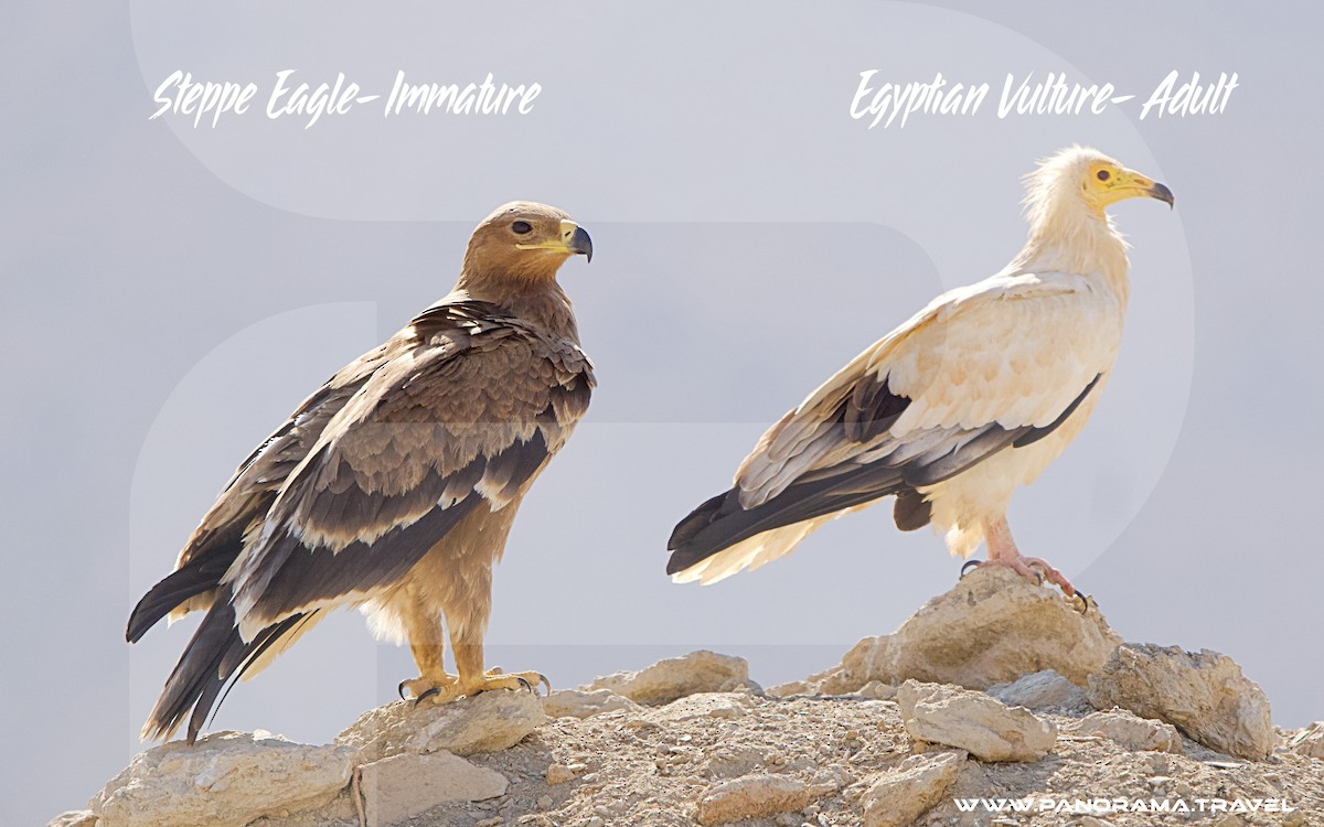 Egyptian Vulture - ML646052501
