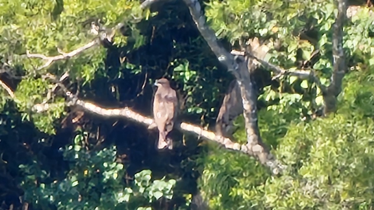 Black Kite - ML646052502