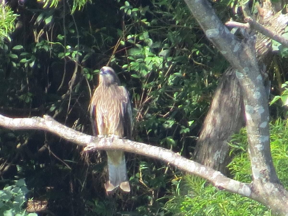Black Kite - ML646052503