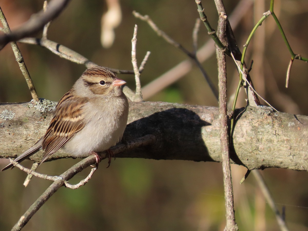 Карнатка білоброва - ML646052504