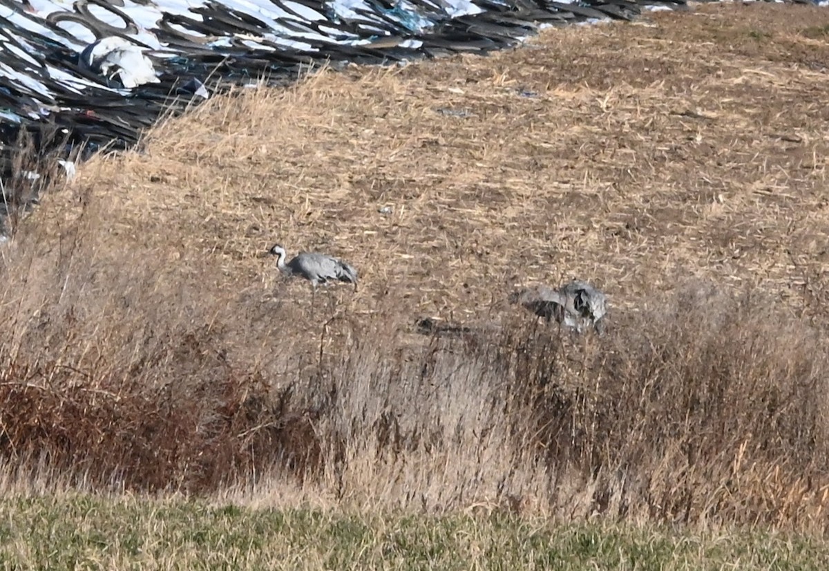 Хархираа тогоруу - ML646052506