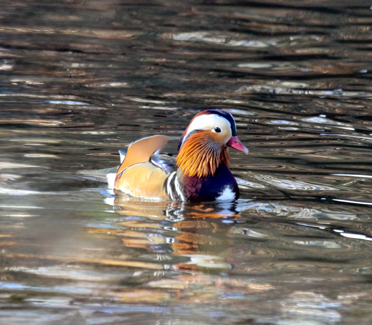 Mandarin Duck - ML646052507