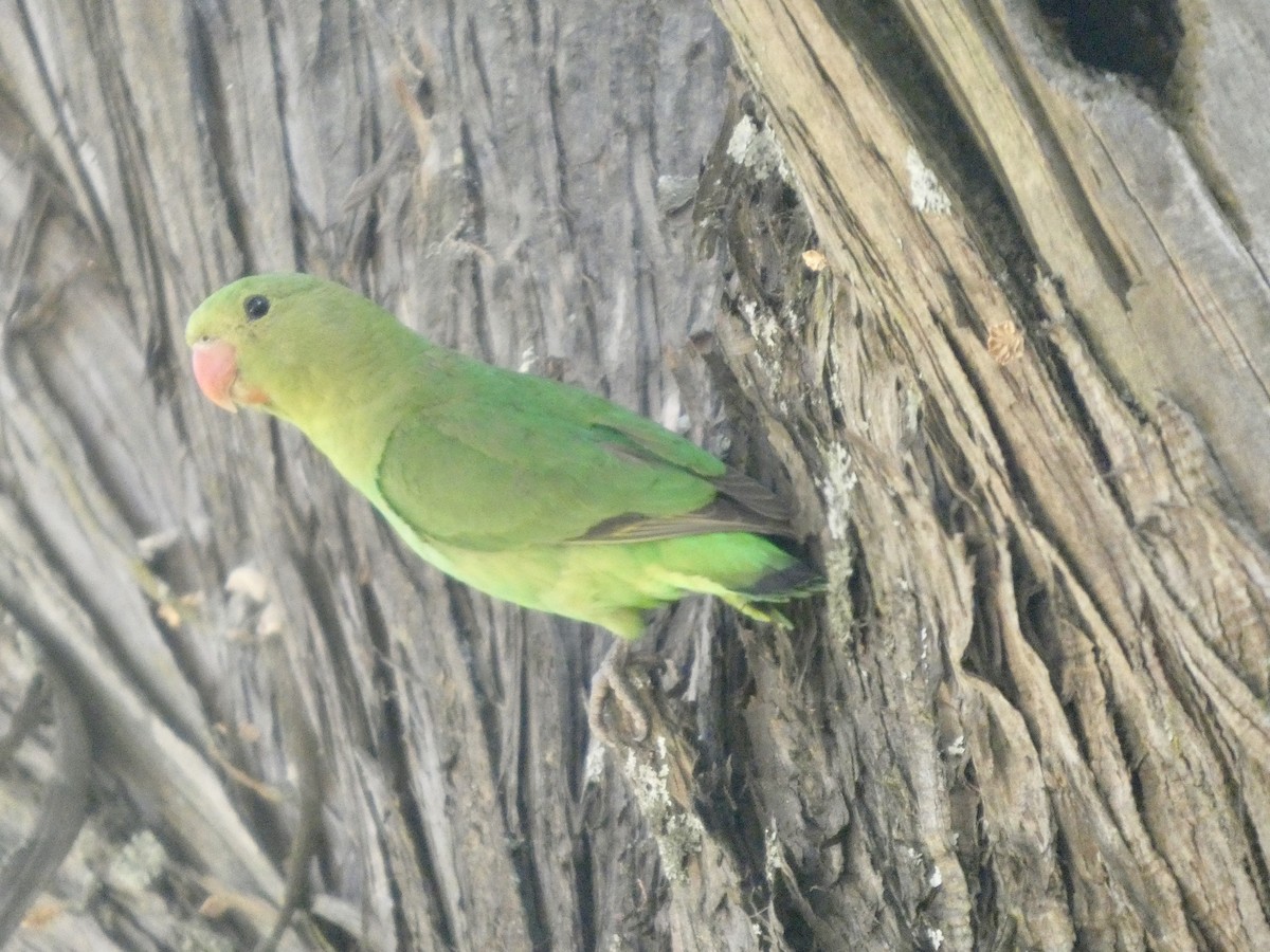 Black-winged Lovebird - ML646052510