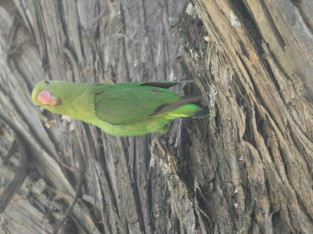 Black-winged Lovebird - ML646052511