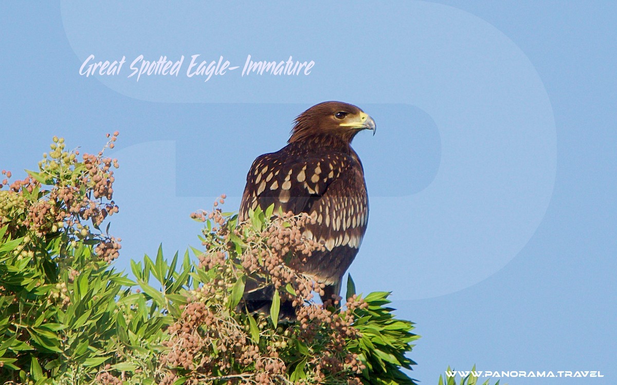 Greater Spotted Eagle - ML646052513