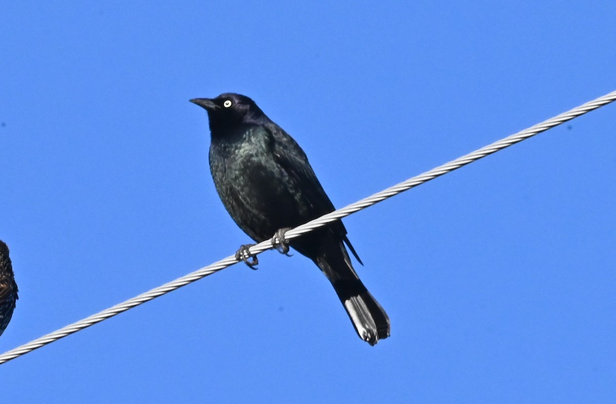 Brewer's Blackbird - ML646052514