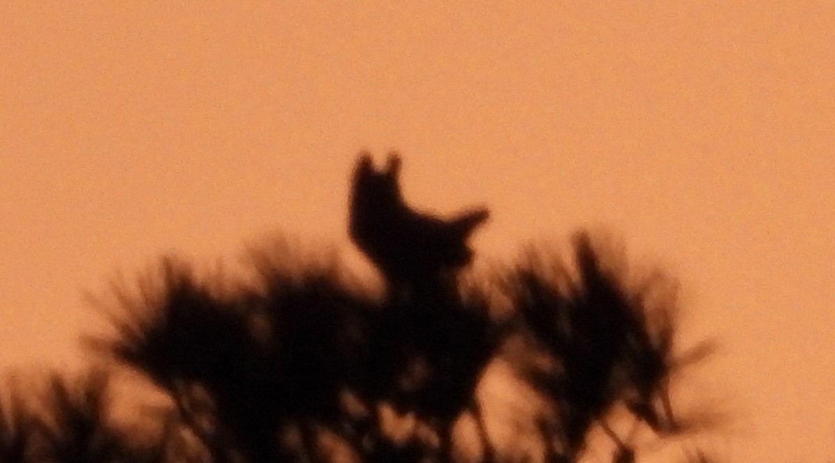 Great Horned Owl - ML646052526