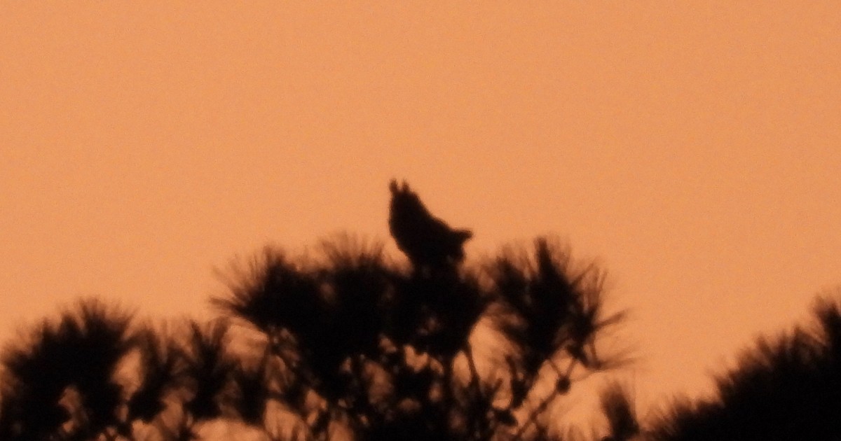 Great Horned Owl - ML646052527