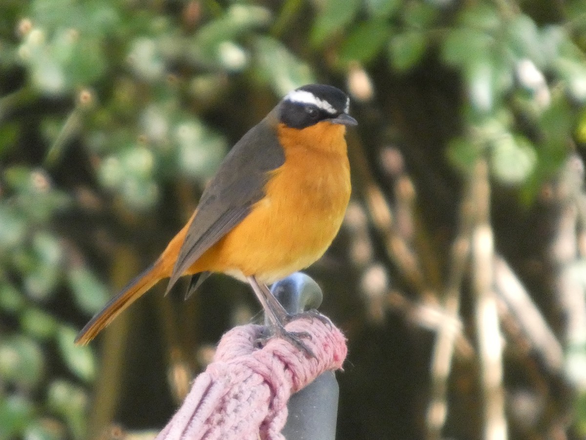 Rüppell's Robin-Chat - ML646052528