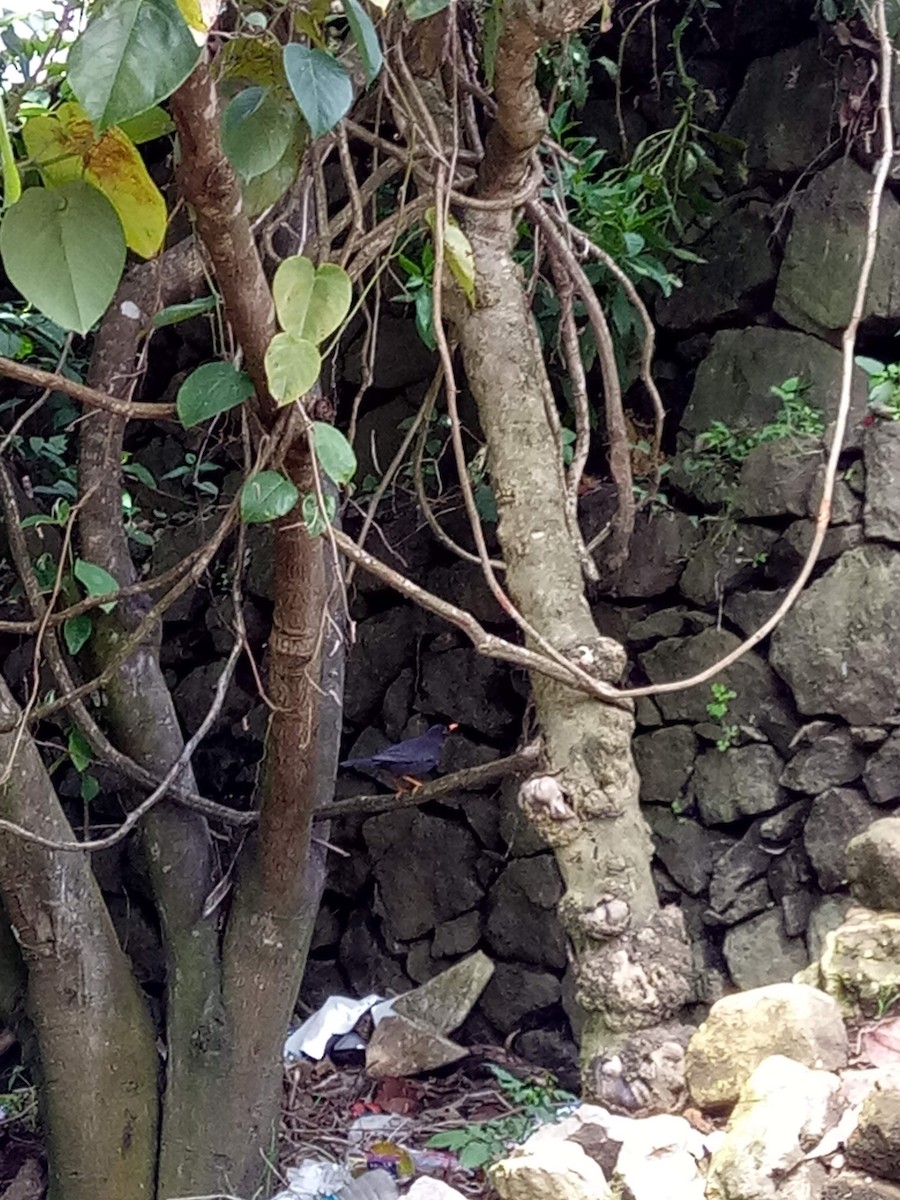 Indian Blackbird - ML646052529