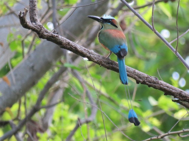 Turquoise-browed Motmot - ML646052532