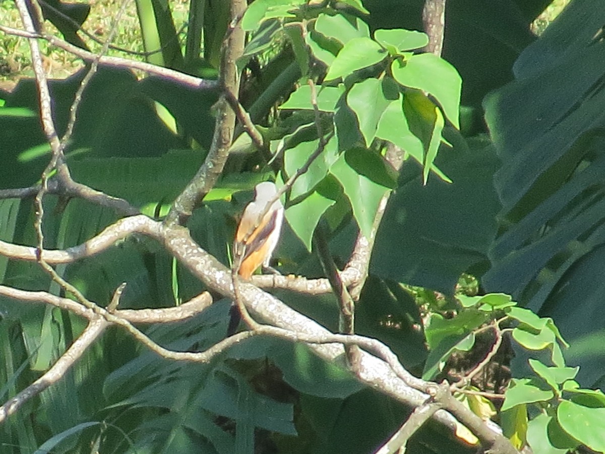 Long-tailed Shrike - ML646052533