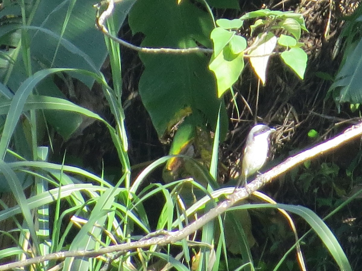 Long-tailed Shrike - ML646052534