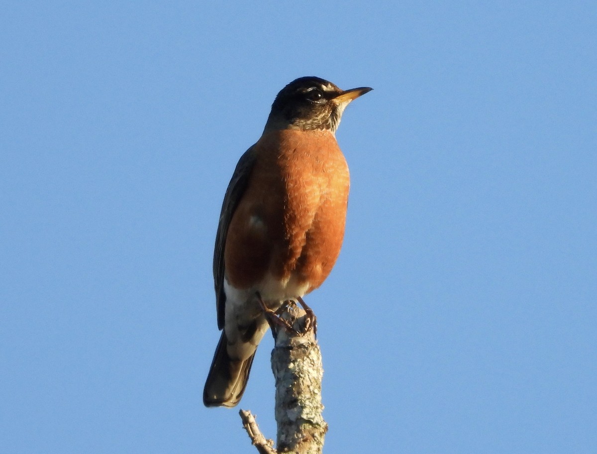 American Robin - ML646052535