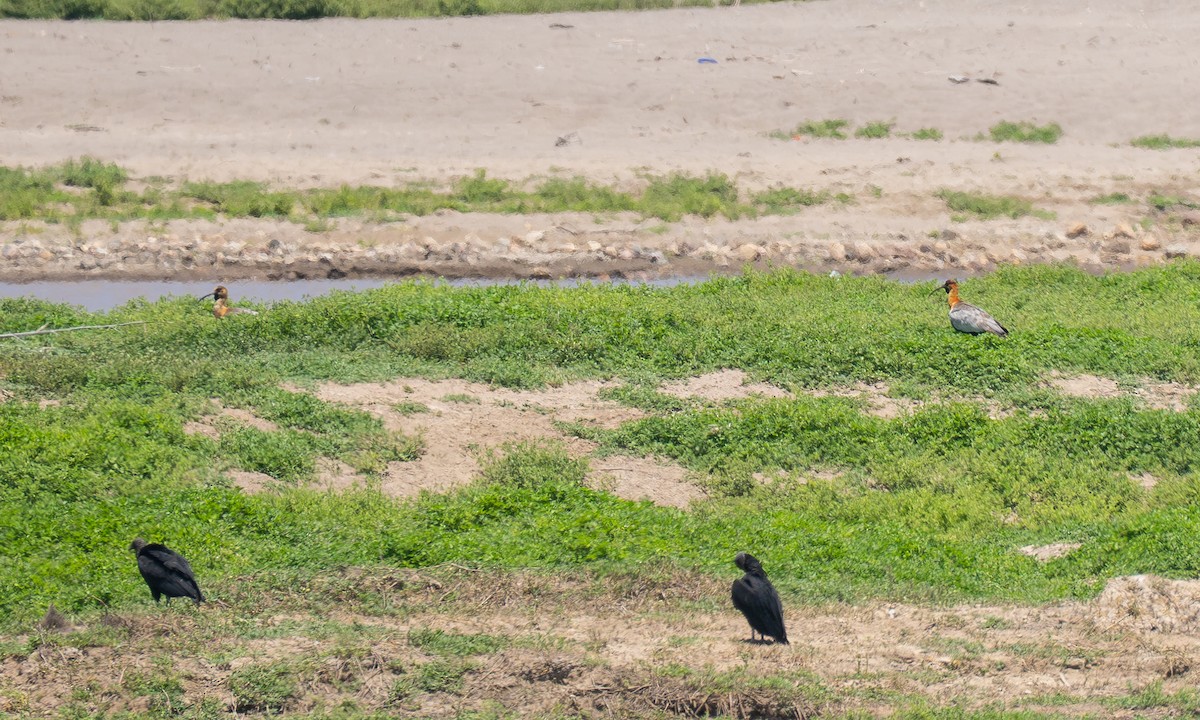 Чернолицый ибис - ML646052543