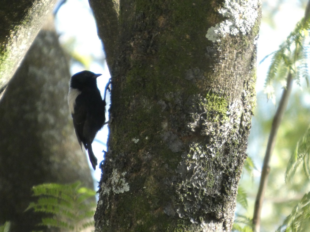 White-backed Black-Tit - ML646052544