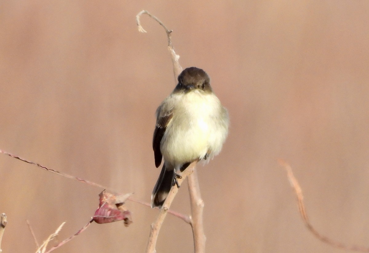 Eastern Phoebe - ML646052546