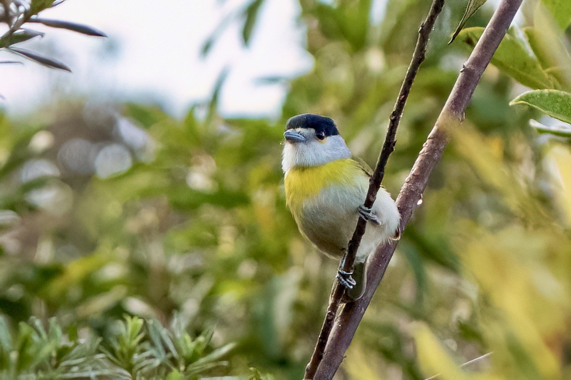 Green-backed Becard - ML646052550
