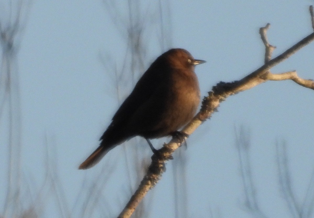 Rusty Blackbird - ML646052551