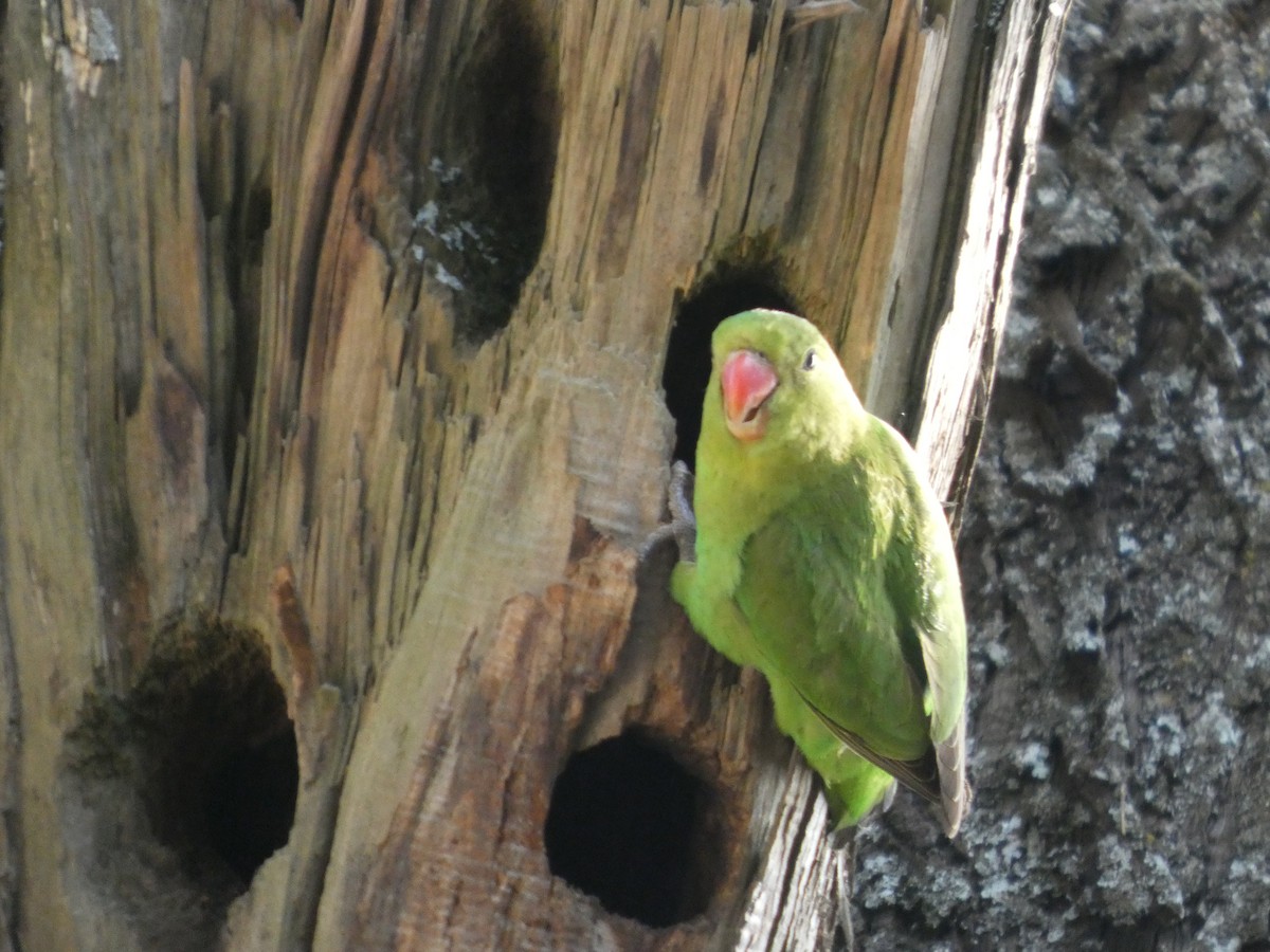 Inseparable Abisinio - ML646052561