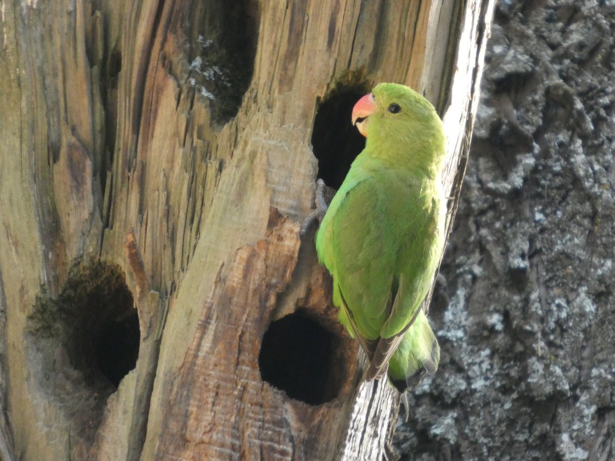 Black-winged Lovebird - ML646052562