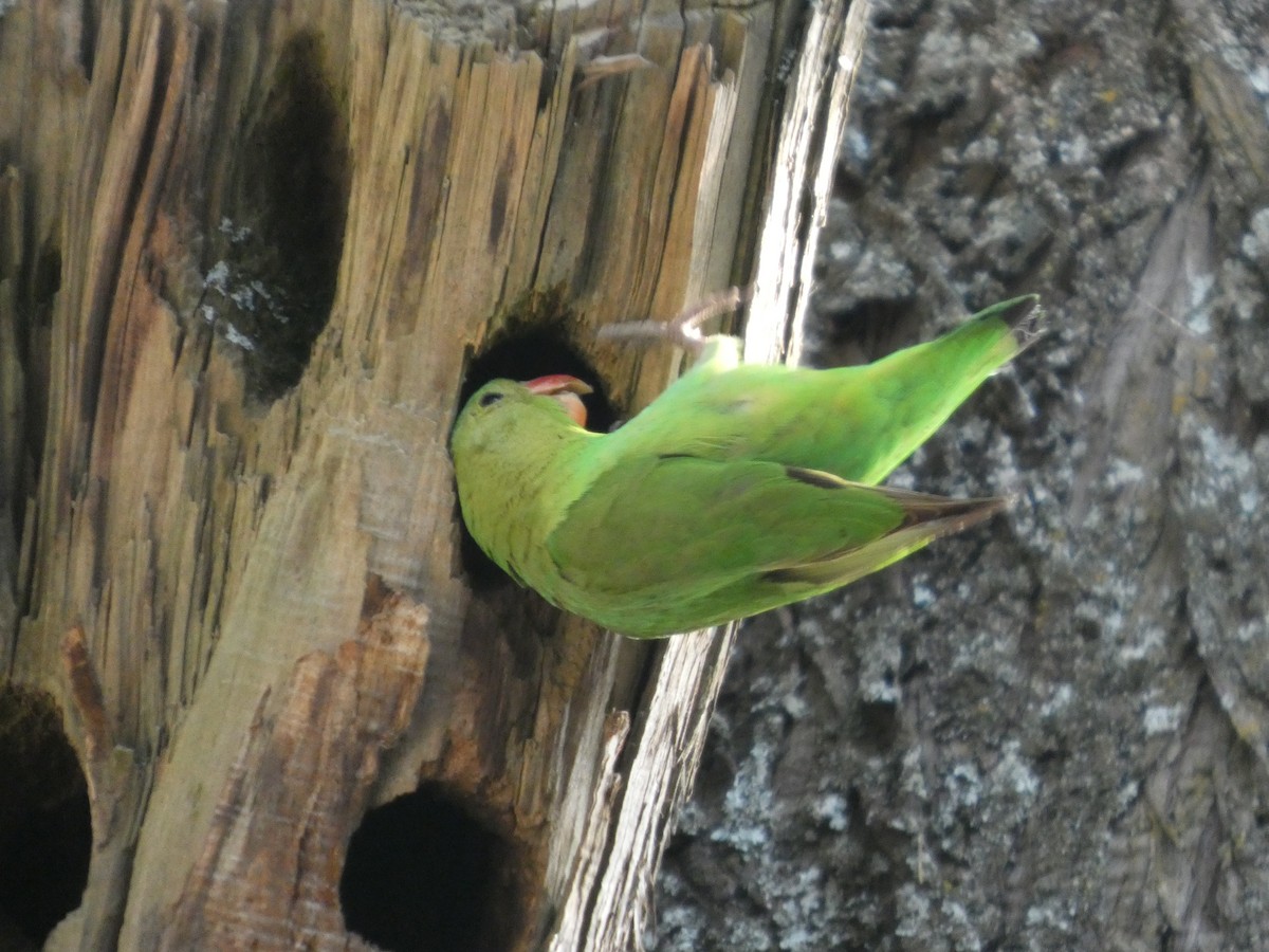 Inseparable Abisinio - ML646052563