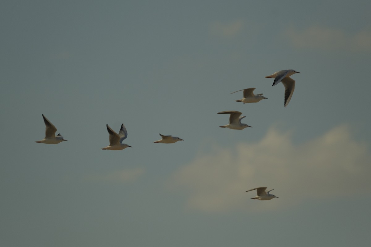 Slender-billed Gull - ML646052564