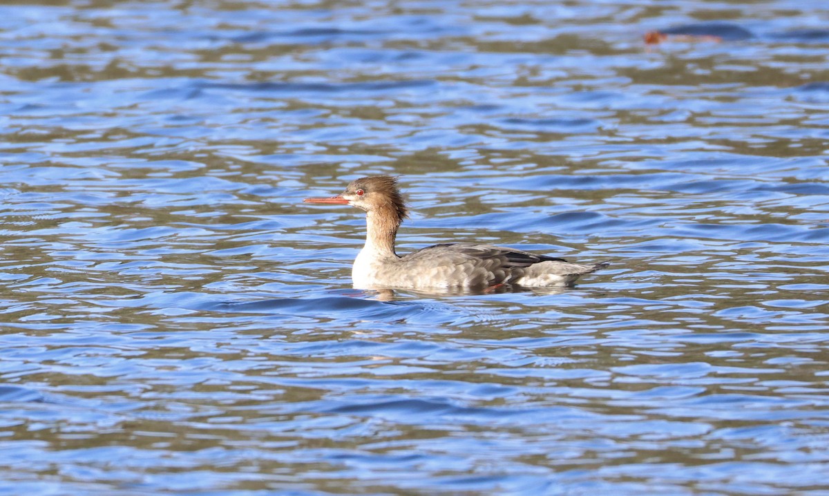 Red-breasted Merganser - ML646052565