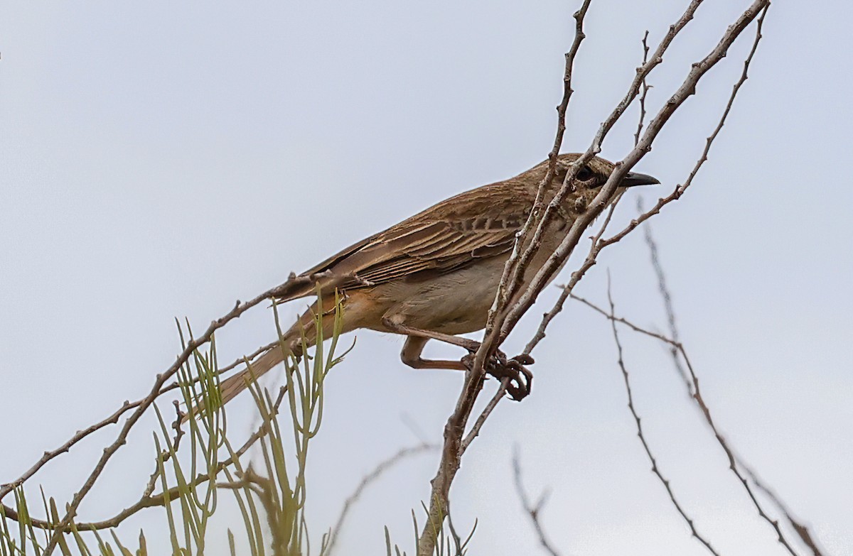 Rufous Songlark - ML646052566