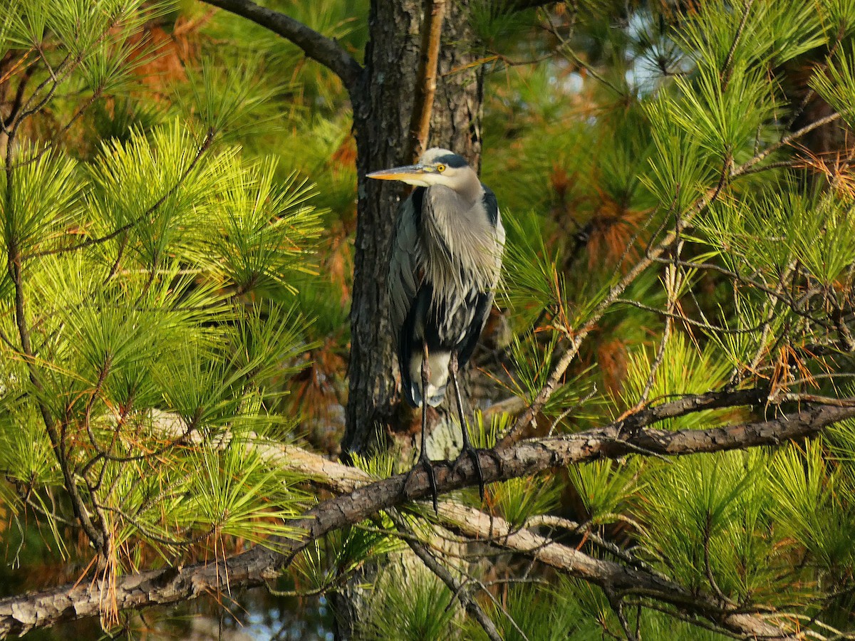Garza Azulada - ML646052569