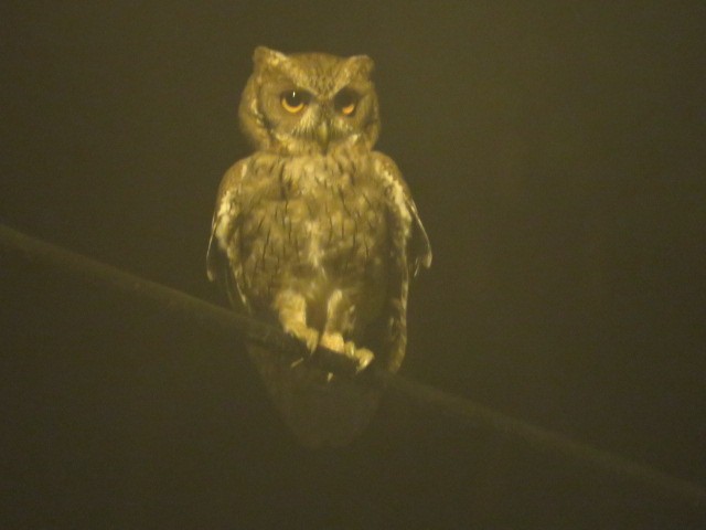 výreček pacifický - ML646052570