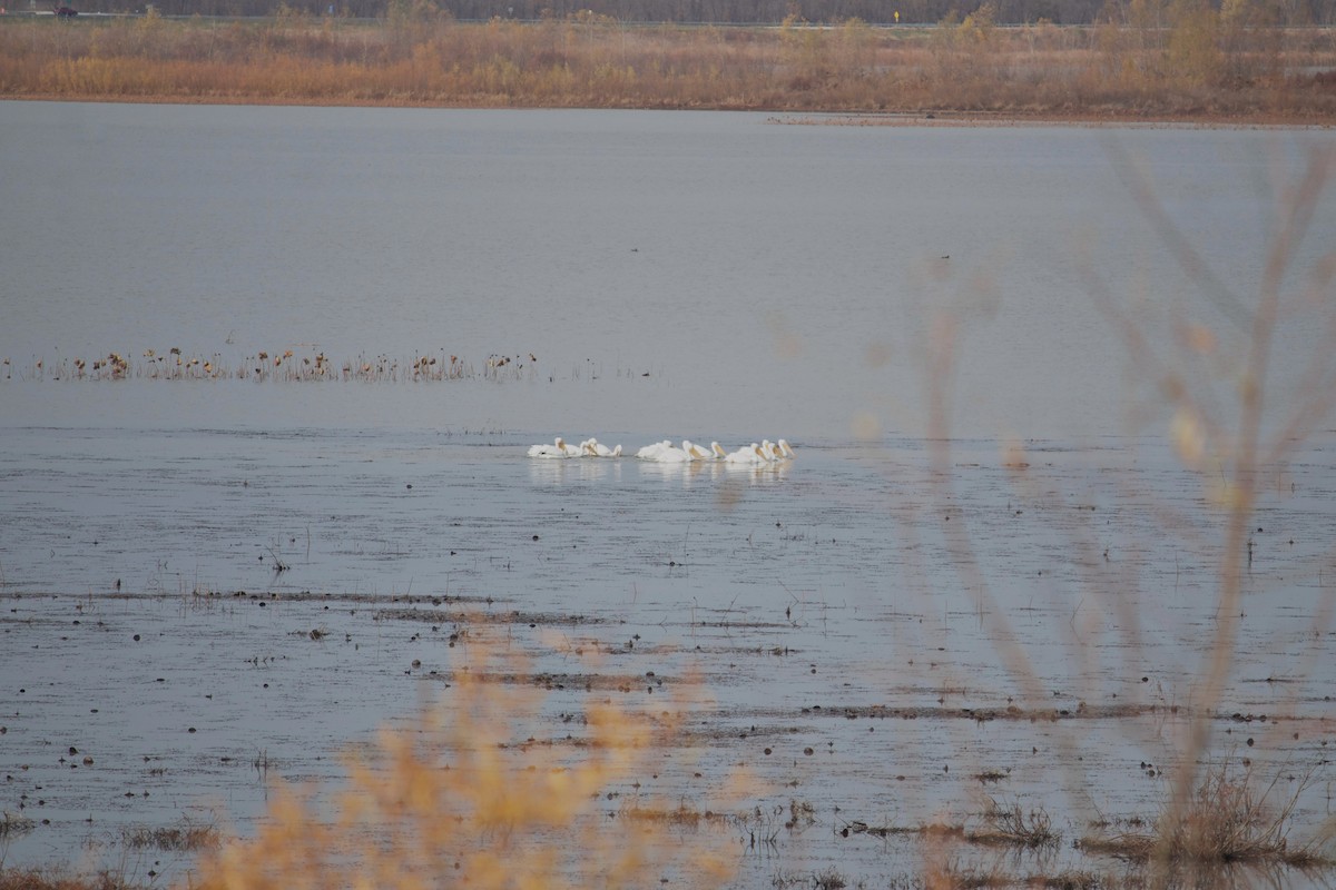 Pelícano Norteamericano - ML646052583
