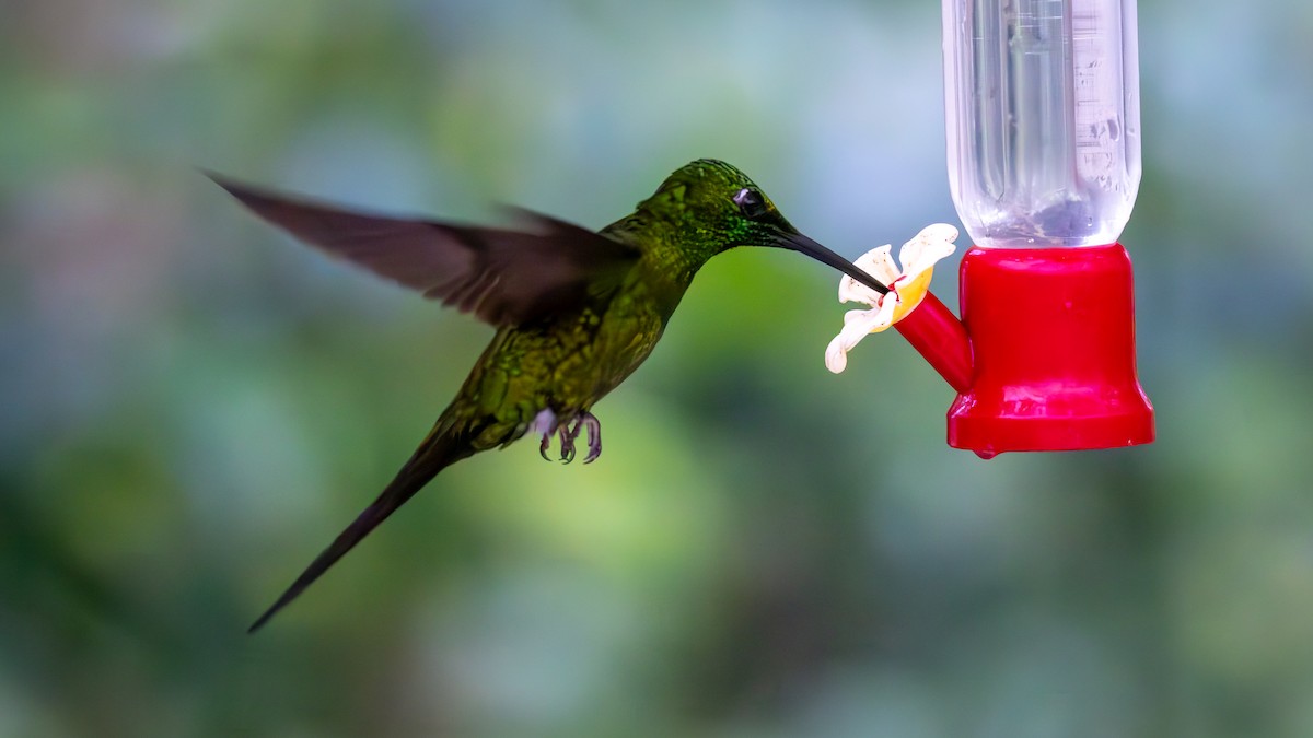 Brillante Emperador - ML646052584