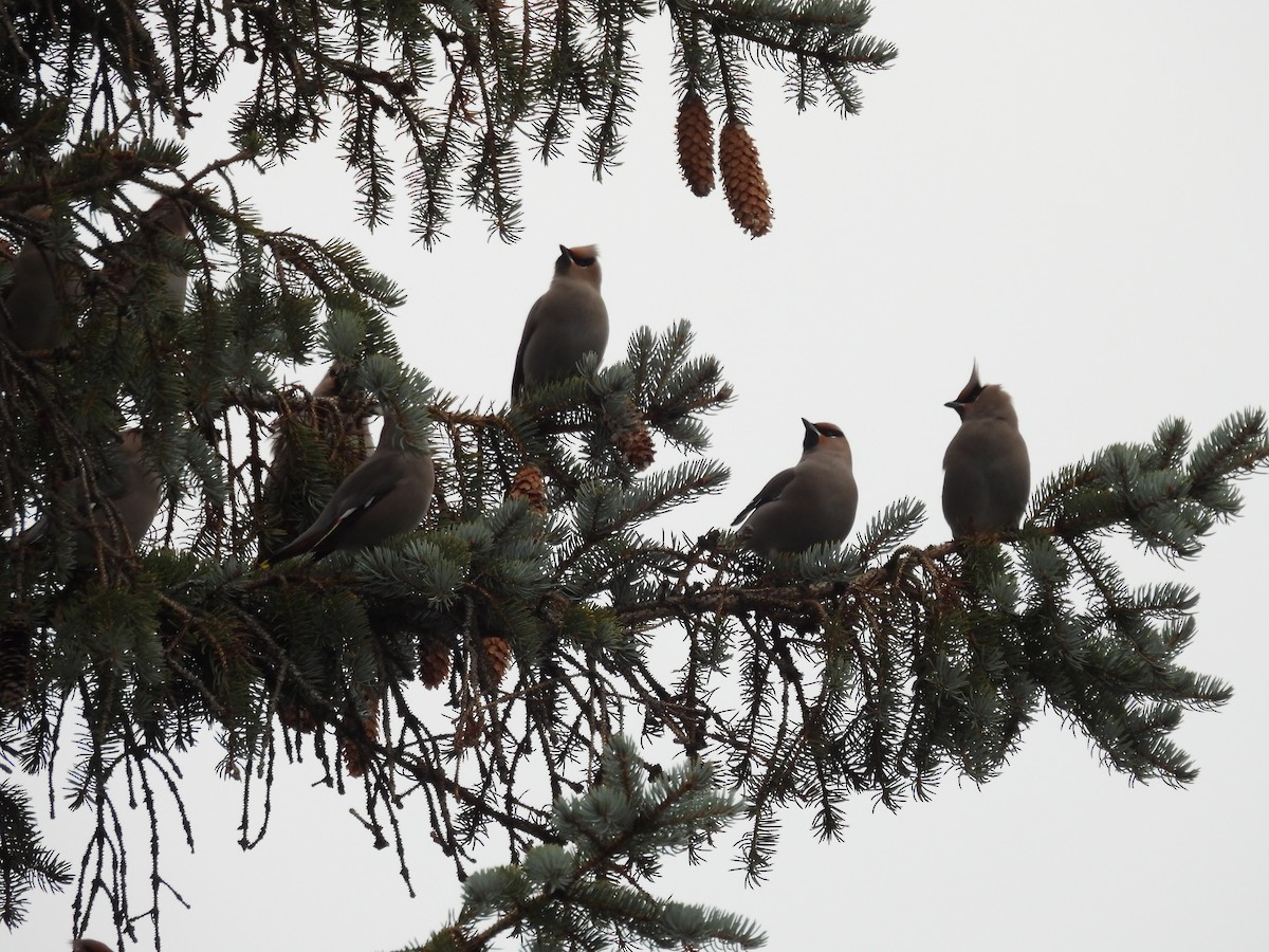 Ampelis Europeo - ML646052585