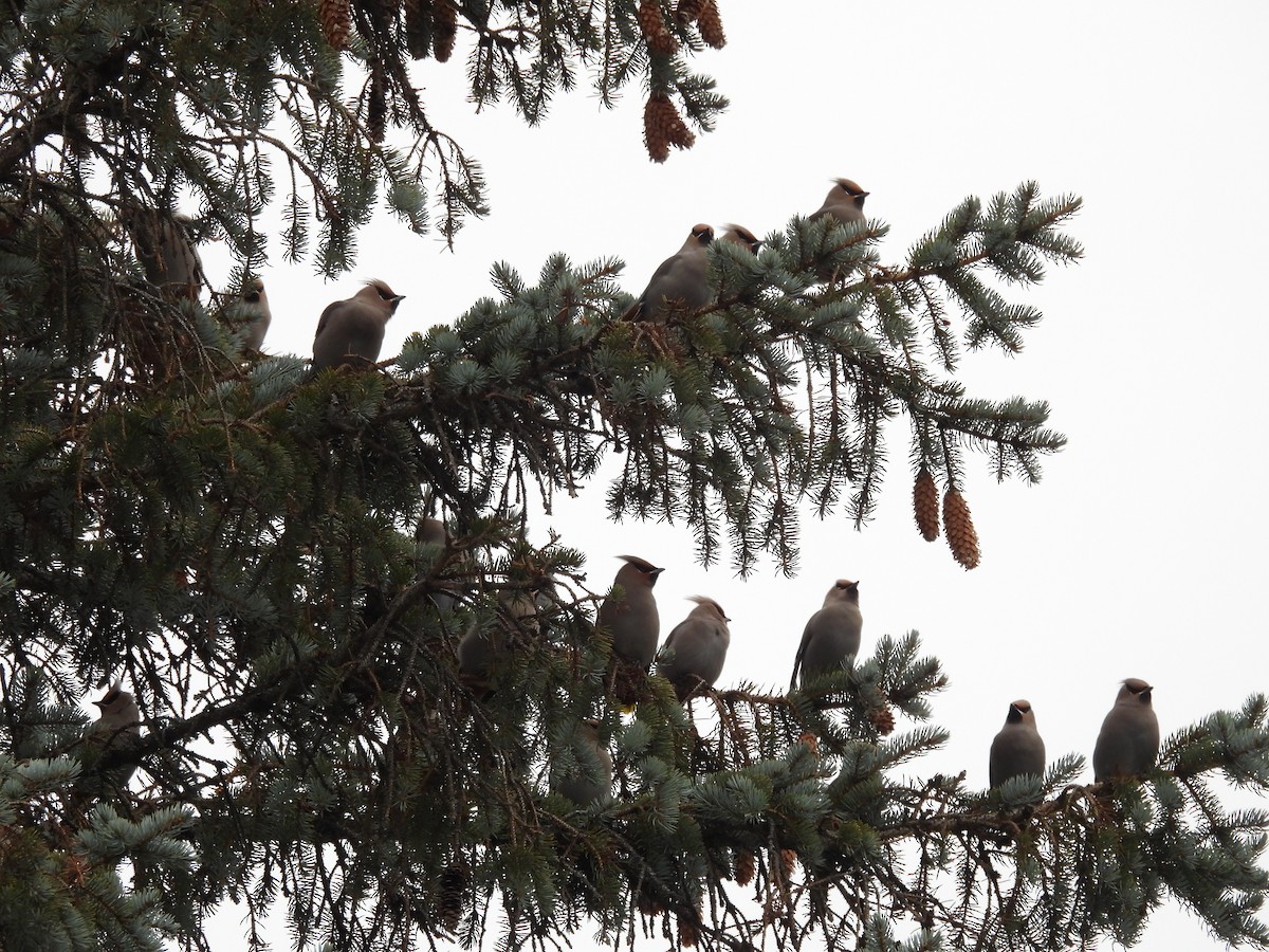 Ampelis Europeo - ML646052586