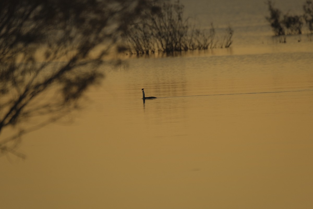 Somormujo Lavanco - ML646052587