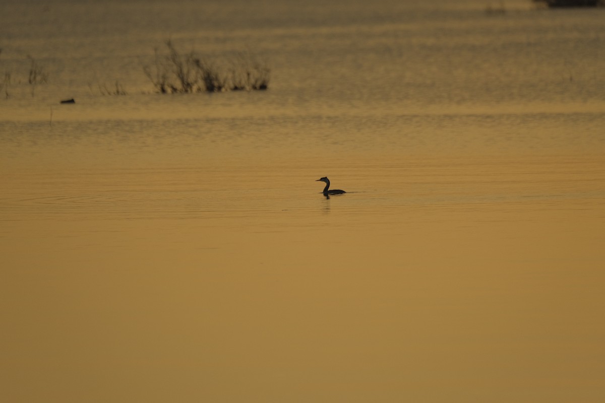 Somormujo Lavanco - ML646052588