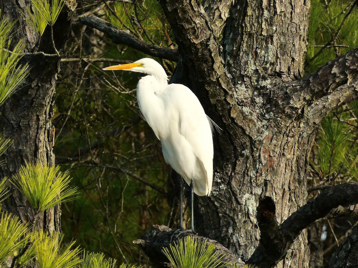 Garceta Grande - ML646052589